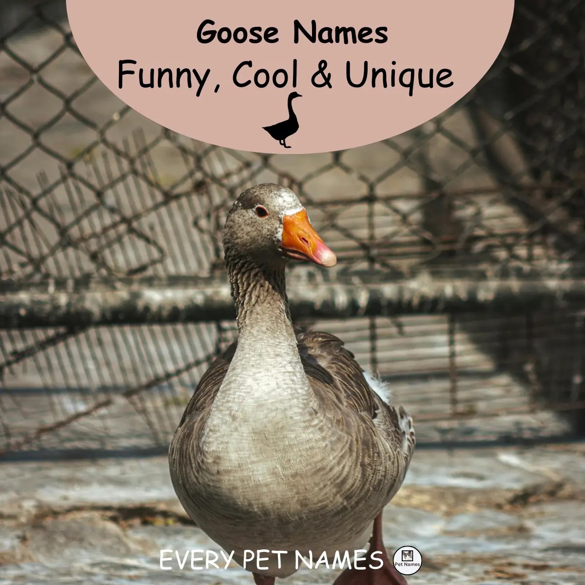 420+ Cute Goose Names [Funny, Cool and Unique] Every Pet Names