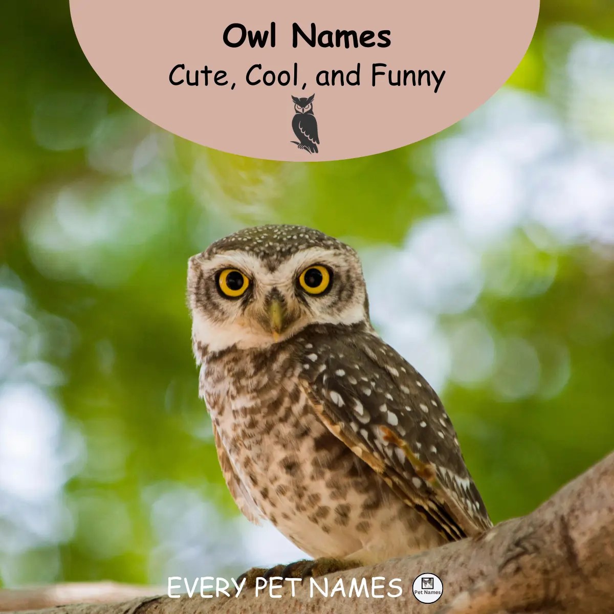 340+ Good Owl Names (Cute, Cool, and Funny) Every Pet Names
