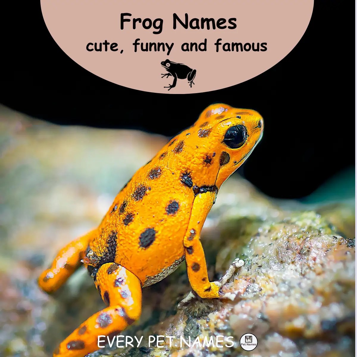 260+ Frog Names (cute, funny, and famous) Every Pet Names