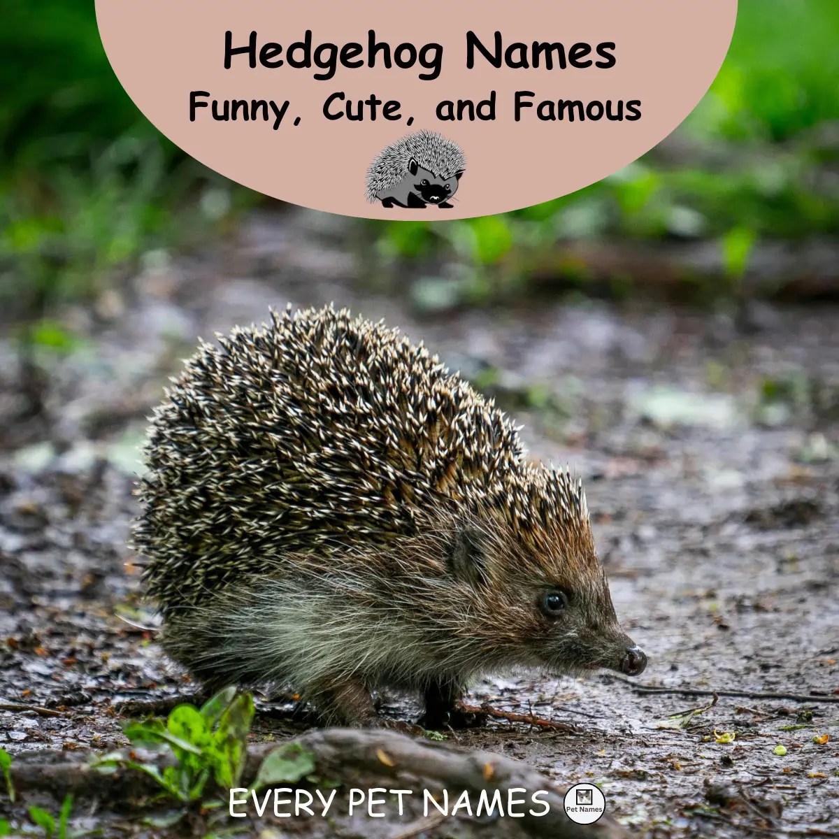 320+ Unique Hedgehog Names (Funny, Cute, and Famous) Every Pet Names