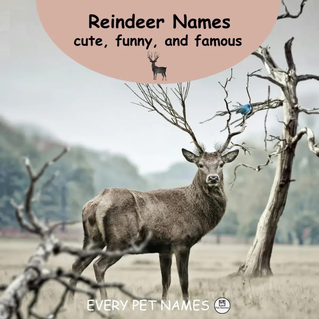 140+ Funny and Cute Reindeer Names in 2024 Every Pet Names
