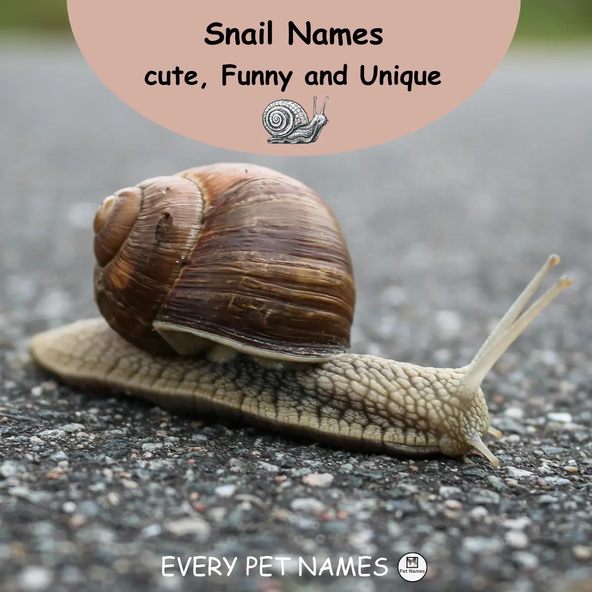 230+ Funny and Unique Snail Names in 2024 Every Pet Names