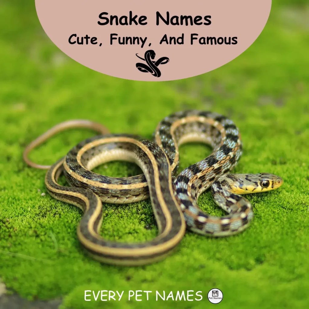 330+ Cute, Funny, And Famous Snake Names Every Pet Names