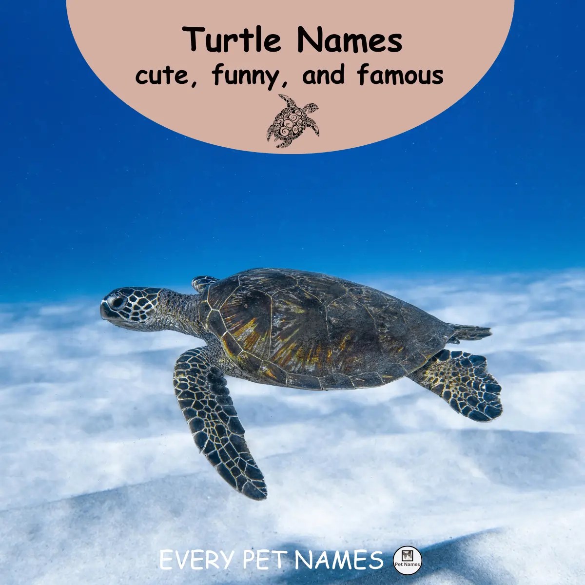 550+ Unique Turtle Names (cute, funny and famous) Every Pet Names