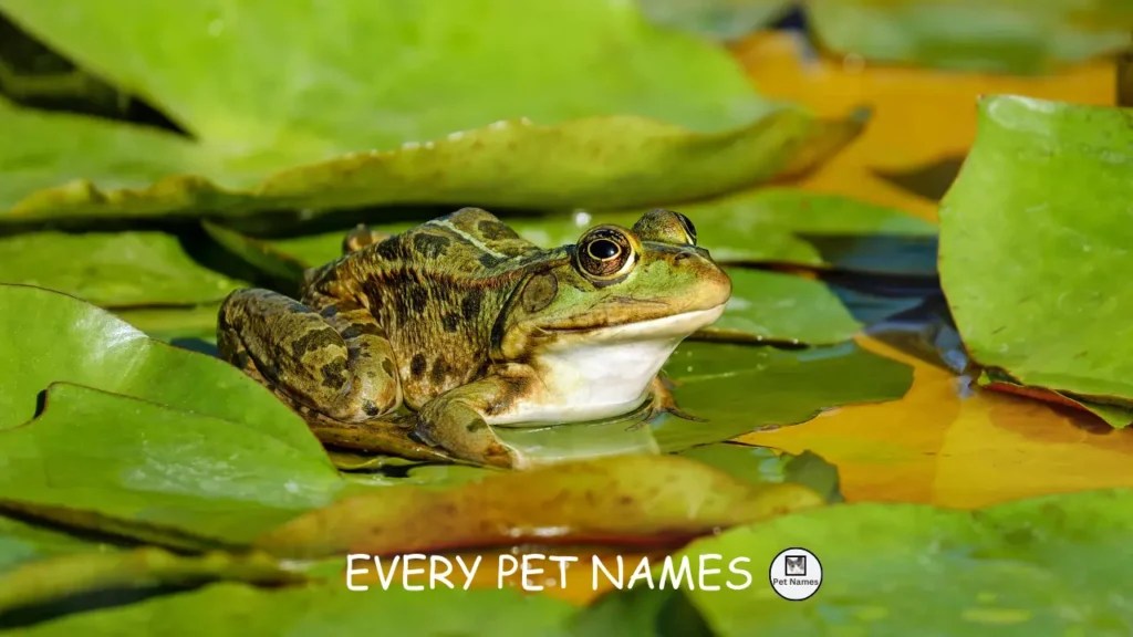 260+ Frog Names (cute, funny, and famous) Every Pet Names