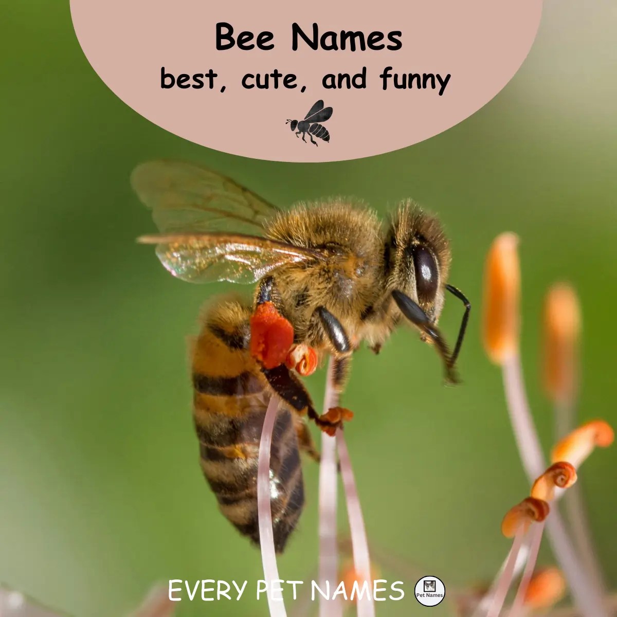 310+ Bee Names (best, cute, and funny) Every Pet Names