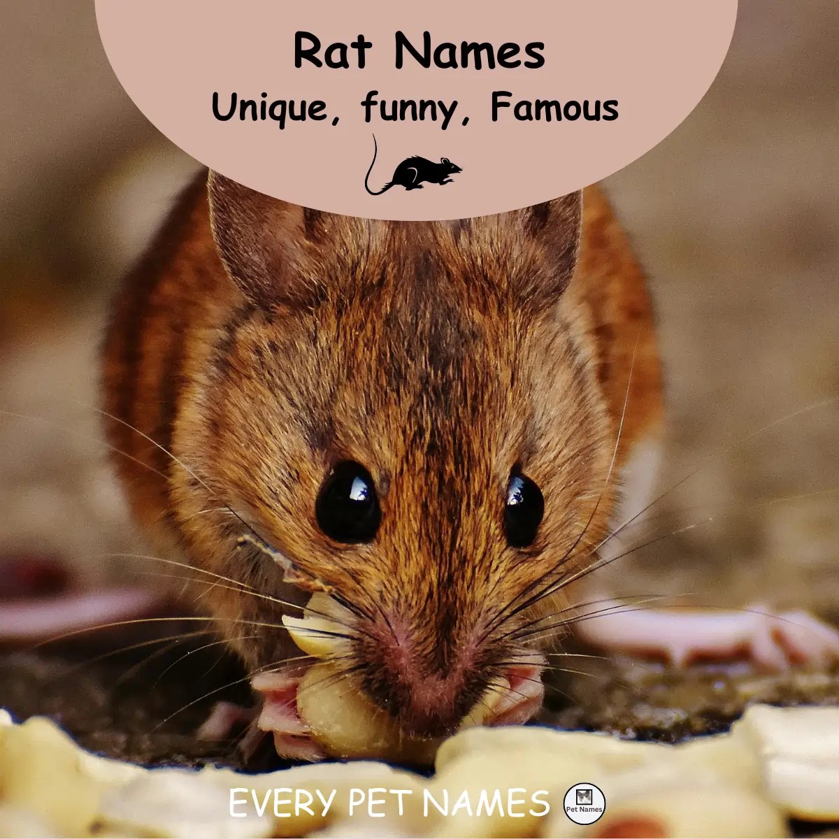 340+ Rat Names (Unique, funny, Famous) Every Pet Names