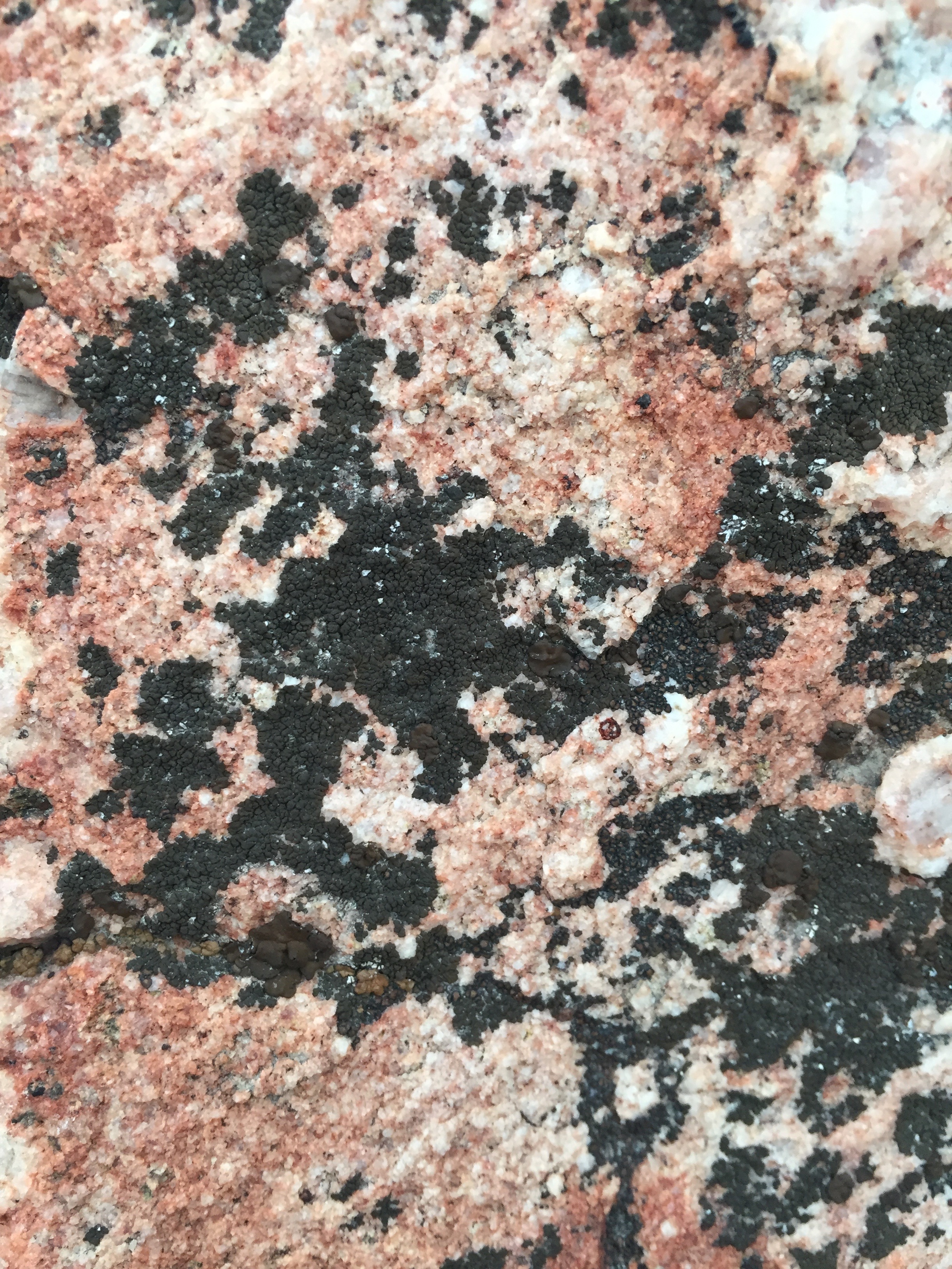 Close Up Pink Rock With Black Spots Free Textures