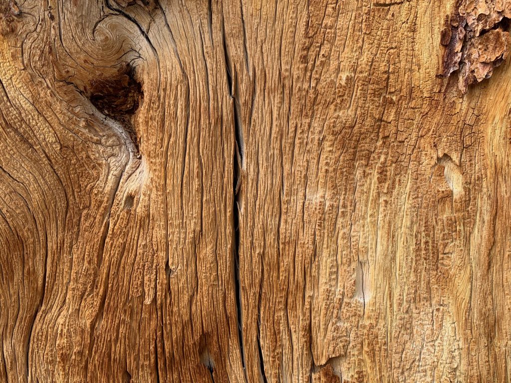Wood log close up tree grain Free Textures