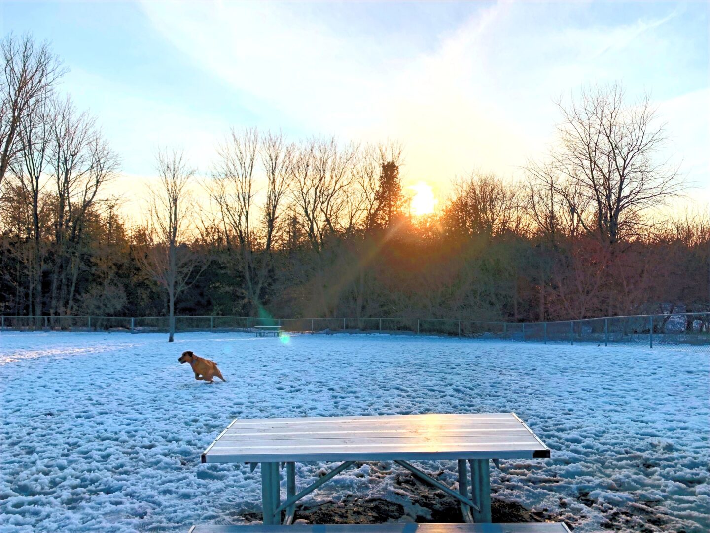 Newcastle Dog Park