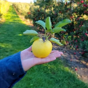 Nature's Bounty Orchard