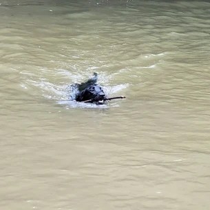 Harmony Dog Park