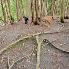 Harmony Dog Park