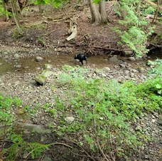 Harmony Dog Park