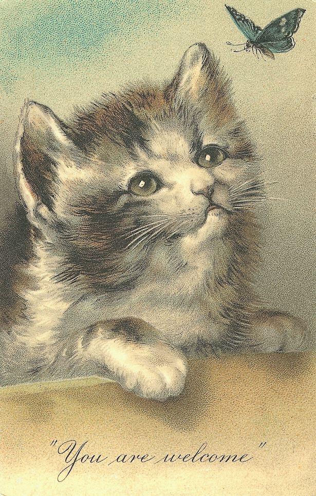 VINTAGE ANIMALS IMAGES COLLECTION 4700+ ON DISK eBay