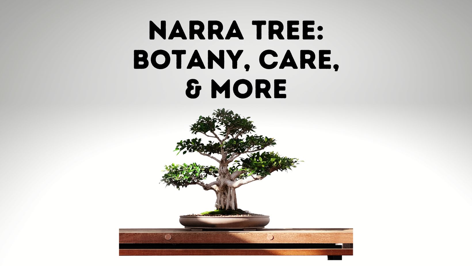 Narra Tree Botany, Caresheet, And More Everything Arboriculture