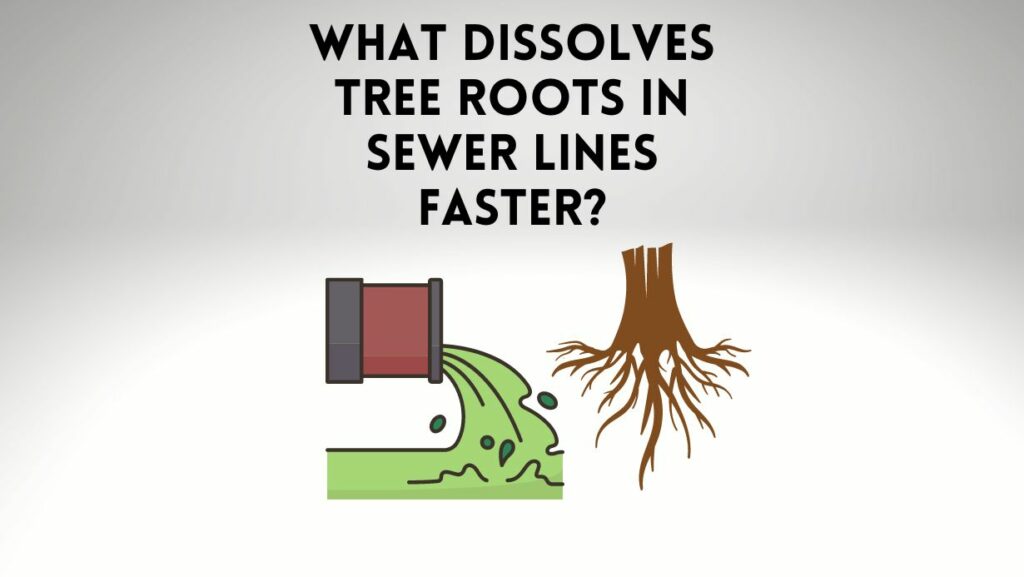 What Dissolves Tree Roots In Sewer Lines? [Solved] Everything