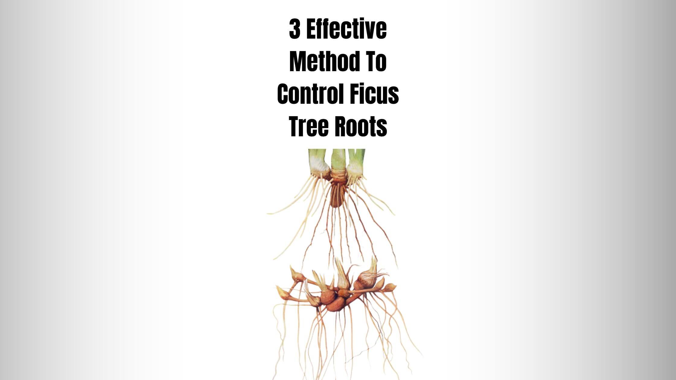 How To Control Ficus Tree Roots? (3 Effective Method) Everything