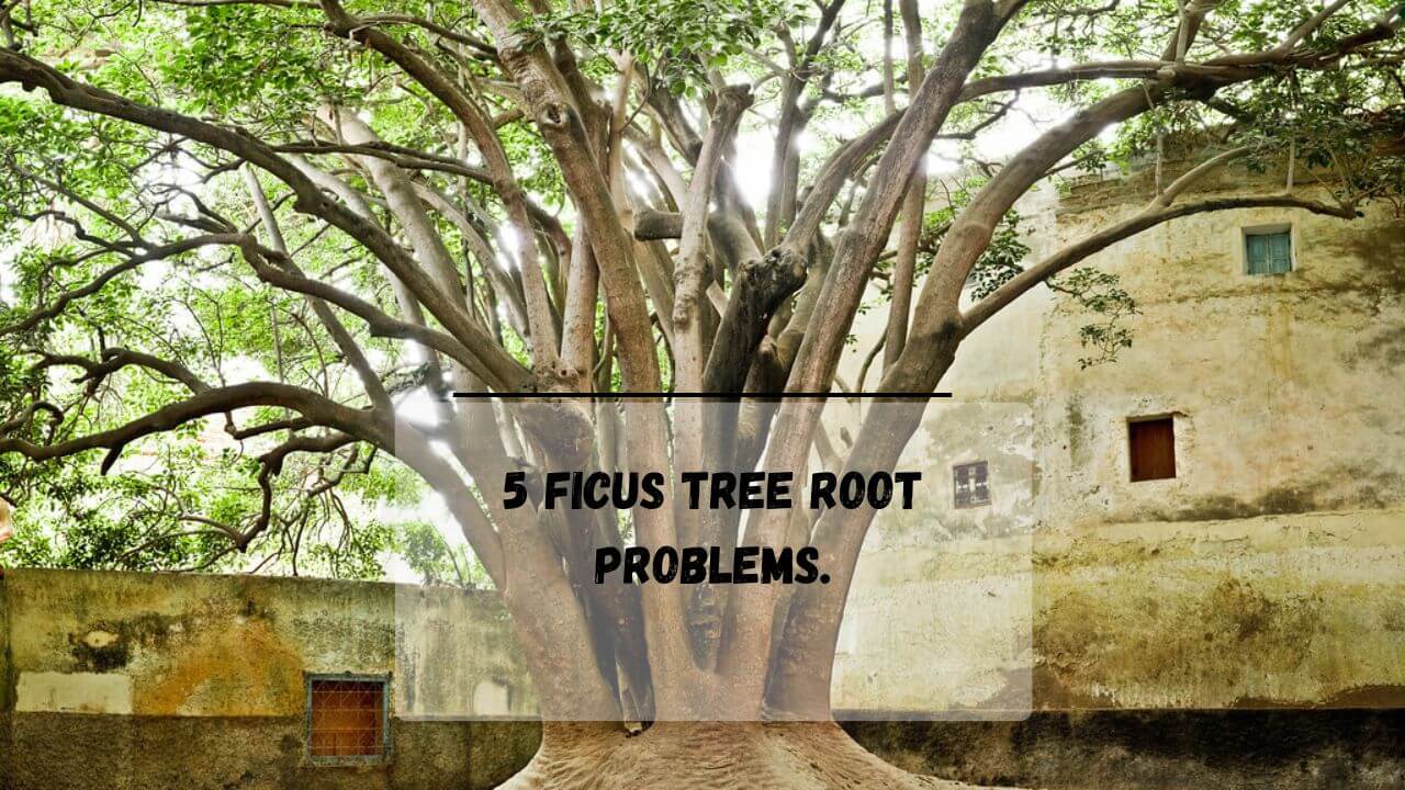 How To Control Ficus Tree Roots? (3 Effective Method) Everything