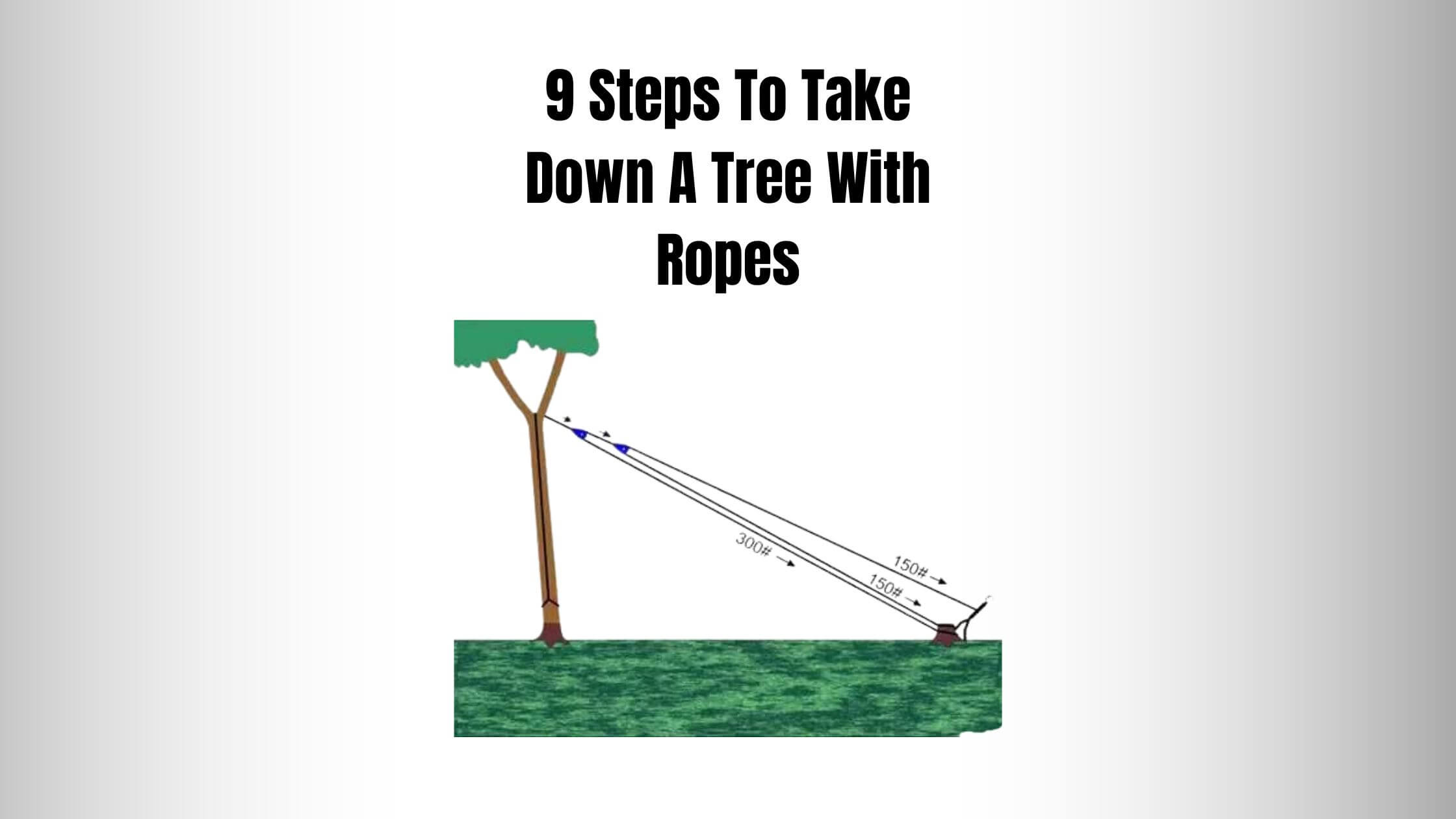 9 Steps To Take Down A Tree With Ropes (5 MustHaves)