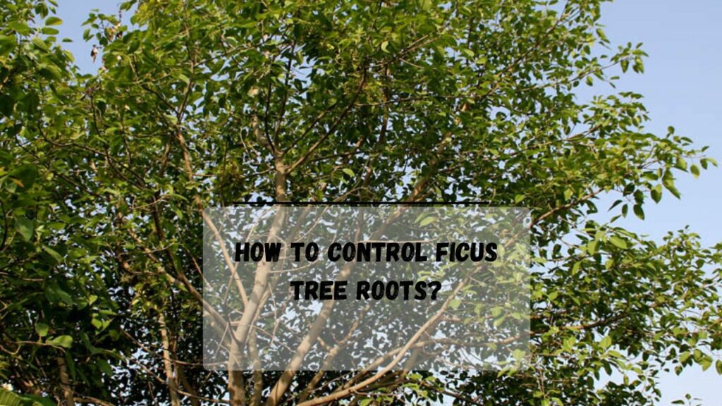 How To Control Ficus Tree Roots? (3 Effective Method) Everything