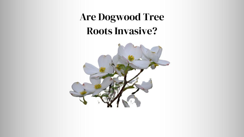 Are Dogwood Tree Roots Invasive? Everything Arboriculture