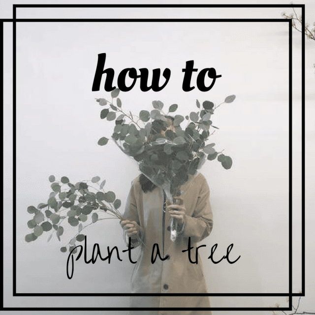 How to Plant a Tree from the Ground Up 7 Tips
