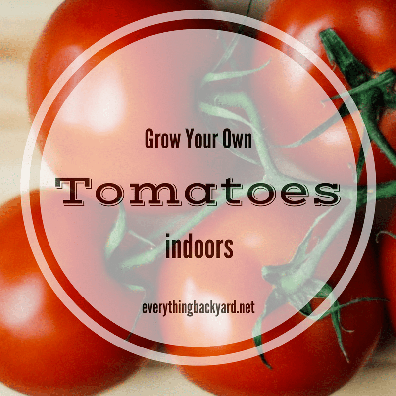 How to Grow Tomatoes Indoors this Winter