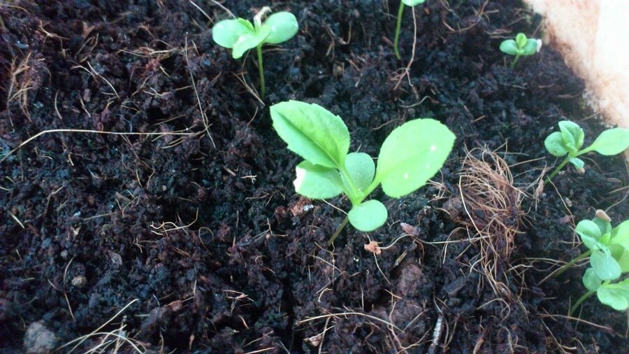 Aster Flower Tips, Care, and Important Things to Know