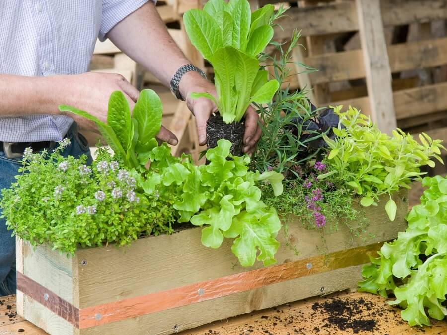 DIY Project How to Make Window Boxes for Planting Herbs
