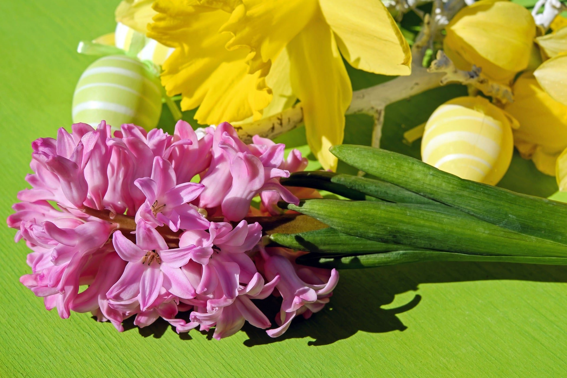 7 Important Facts About the Hyacinth Plant