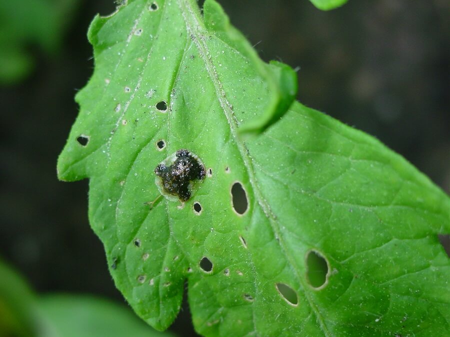Tomato Plant Spacing 101 Proven Tips for the Best Tomatoes