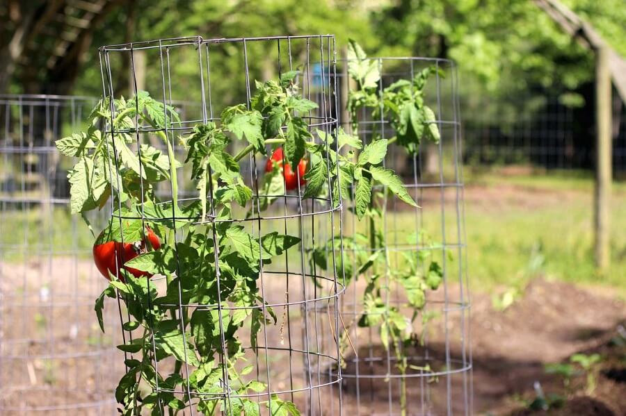 How to Grow Tomatoes Indoors this Winter