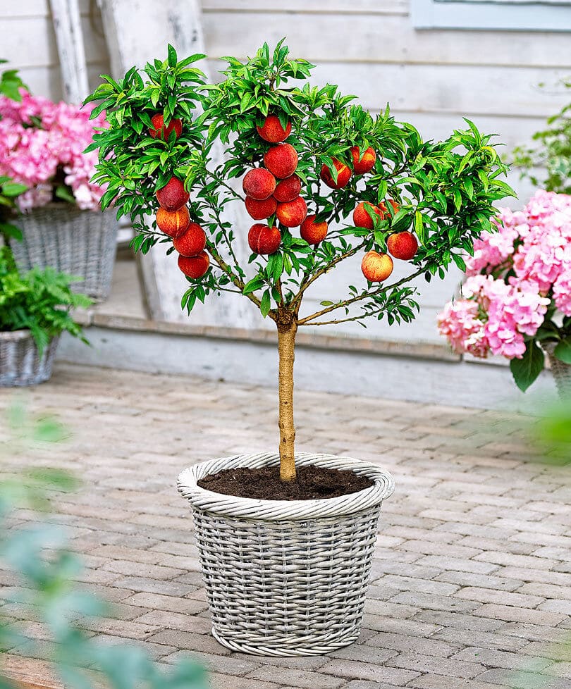 Top 6 Dwarf Fruit Trees You Can Plant In a Mini Garden