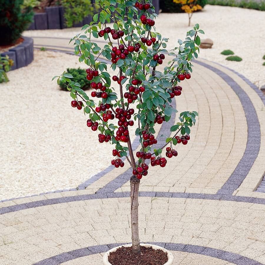 Top 6 Dwarf Fruit Trees You Can Plant In a Mini Garden