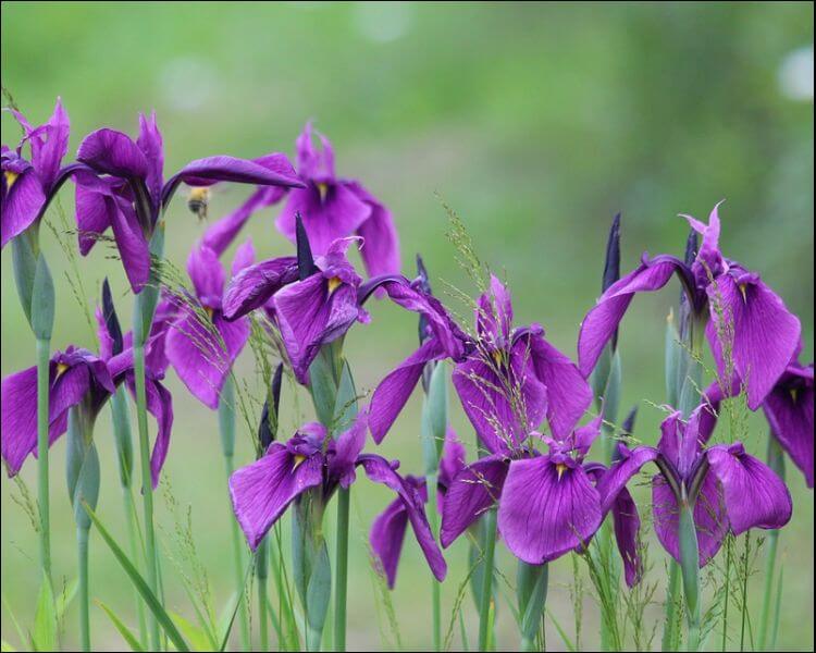 purpleirises Everything Backyard