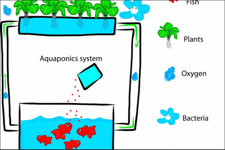 How to Grow Plants in Water All You Need to Know