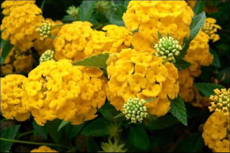 yellowhydrangeas Everything Backyard