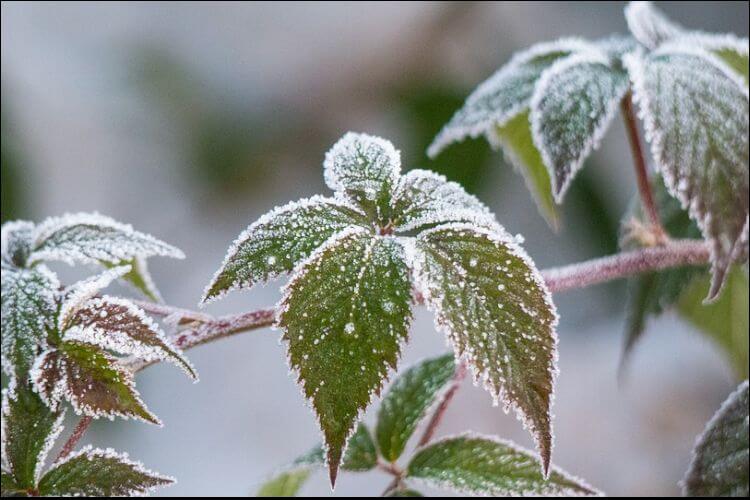 What to Plant in January A Simple Guide to Winter Flowers and Plants