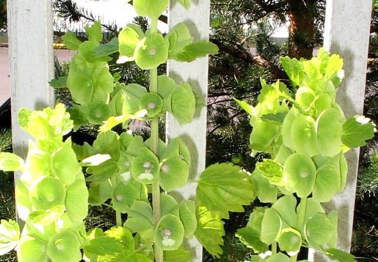 A Complete Guide on How to Grow the Whimsical Bells of Ireland Flowers