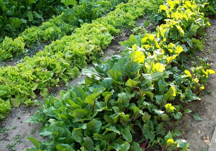 10 Things to Know when Planting Vegetables and Flowers Together