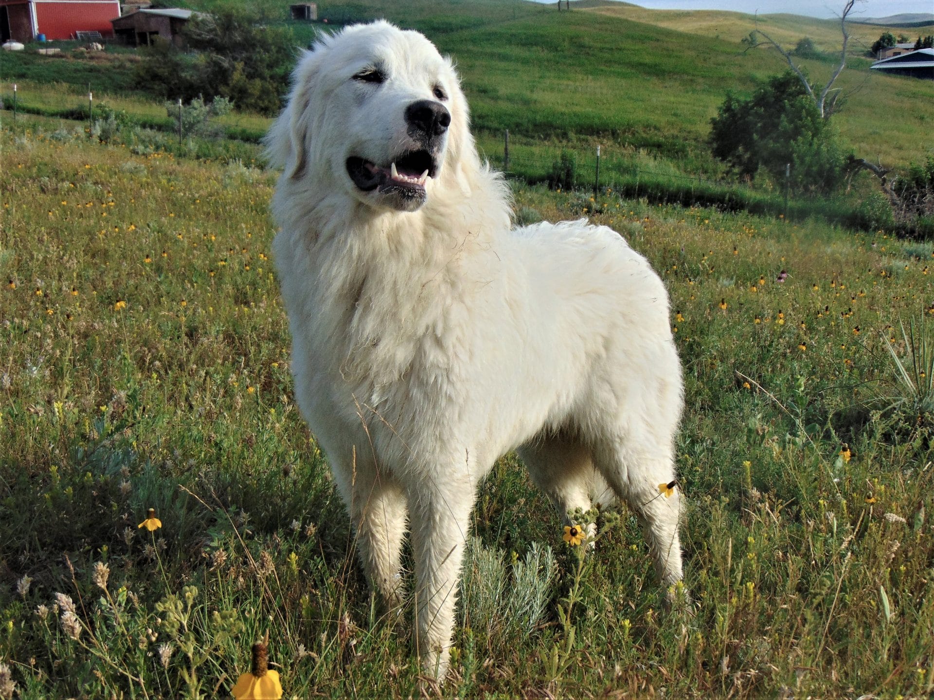 How to Protect Your Farm with Livestock Guardian Dogs