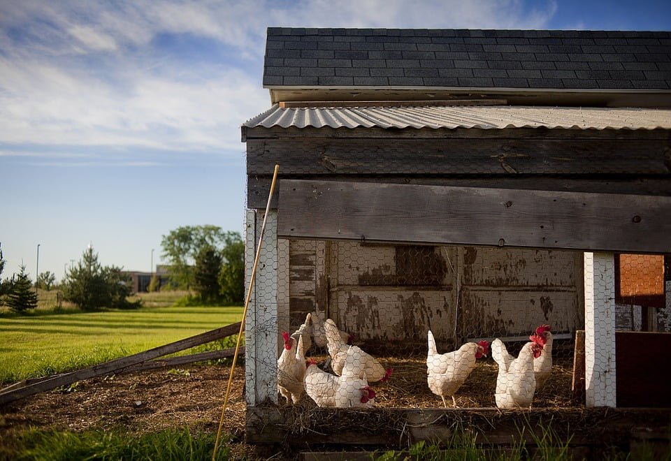 All You Need to Know About Raising Backyard Chickens