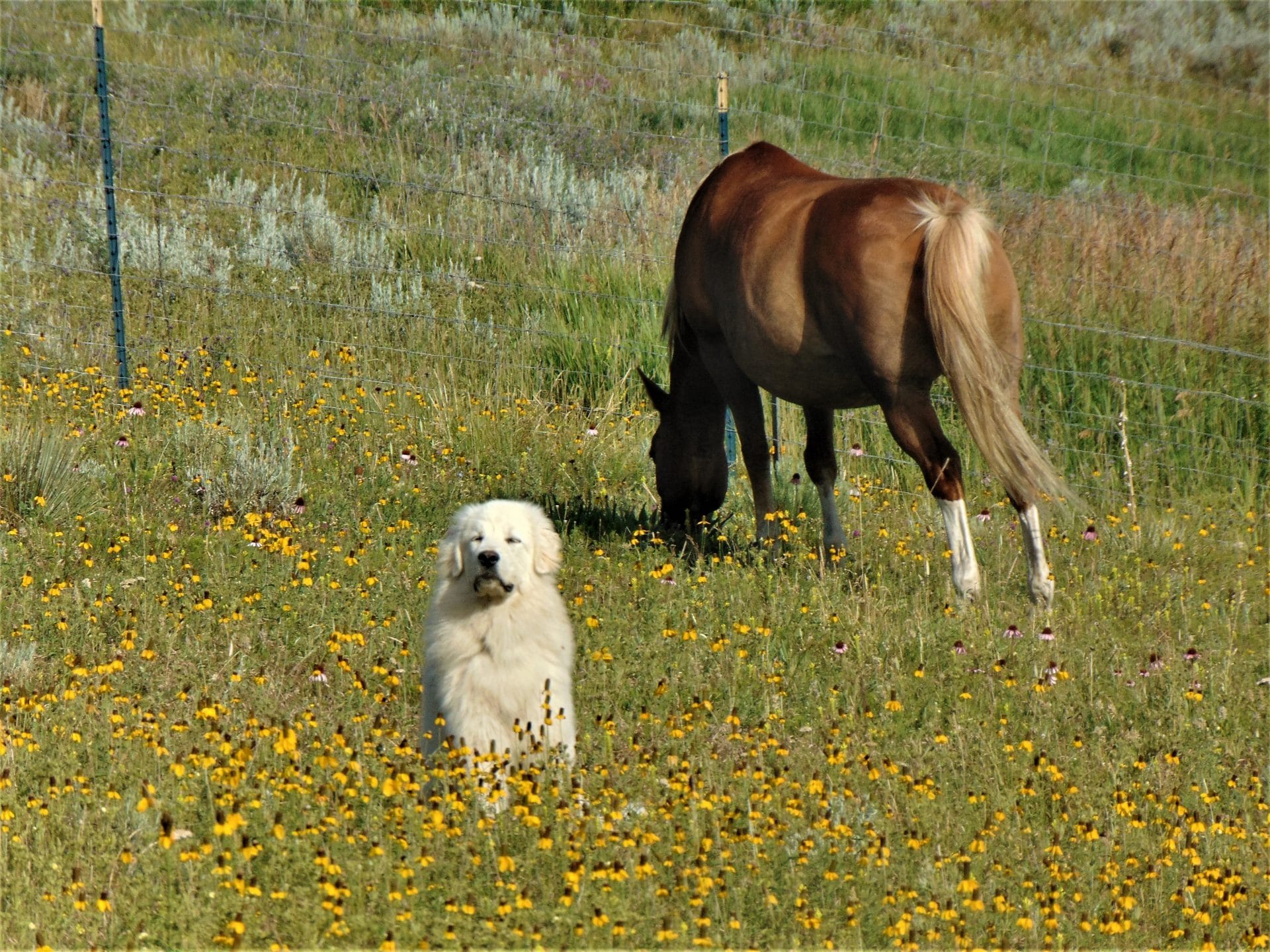 How to Protect Your Farm with Livestock Guardian Dogs