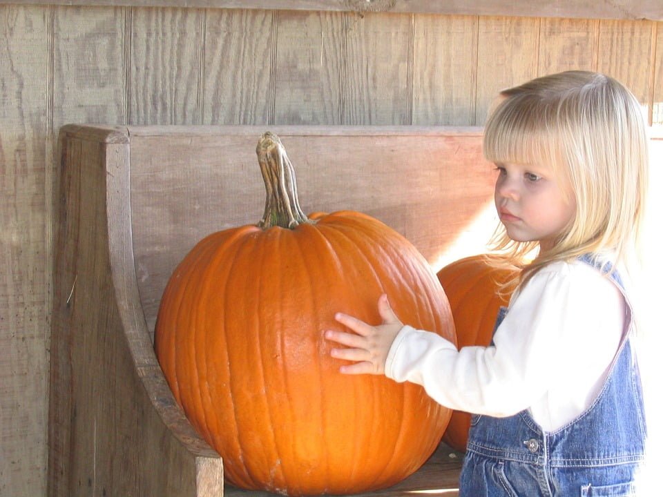 Why You Should Take Your Kids to a Pumpkin Patch for a Day Full of Fun