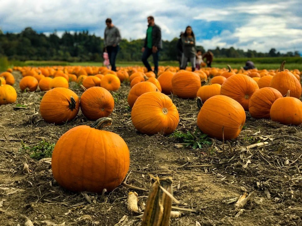 Why You Should Take Your Kids to a Pumpkin Patch for a Day Full of Fun