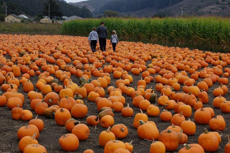 Why You Should Take Your Kids to a Pumpkin Patch for a Day Full of Fun