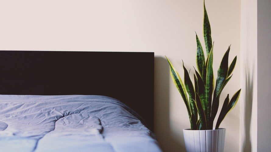 5 Beautiful Bedroom Plants to Help You Sleep Better at Night