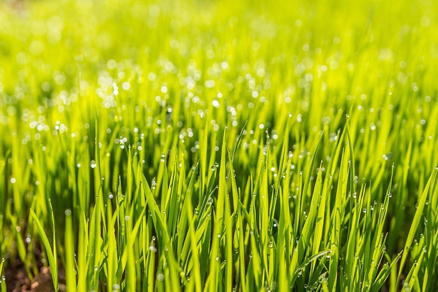 Timing Is Everything When Is the Best Time to Plant Grass Seed?