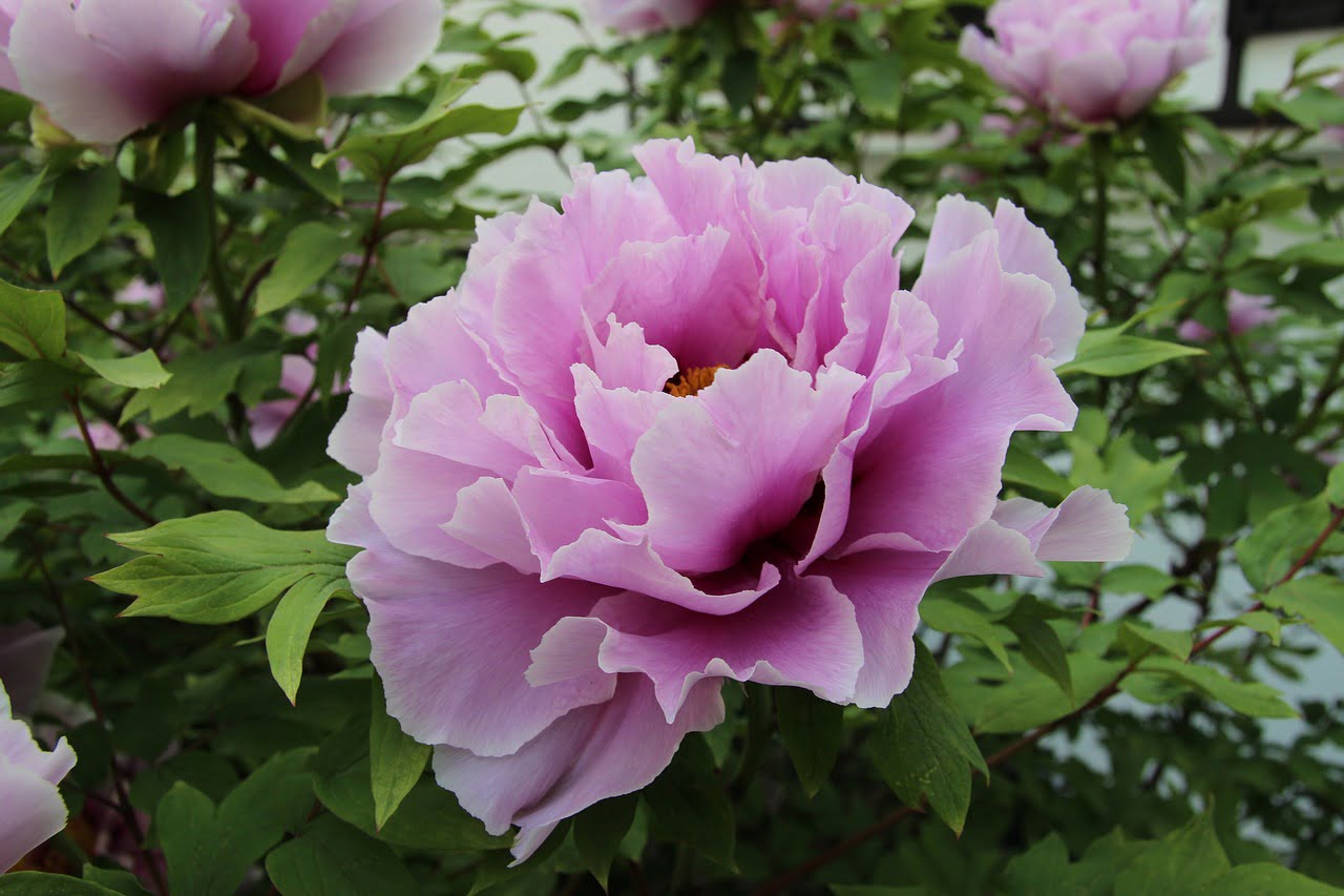 Should Peonies Be Cut Back Every Year?